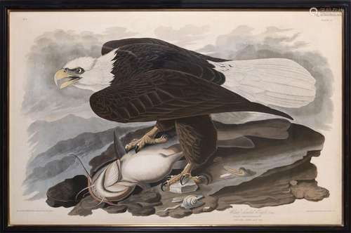 AUDUBON John James (1785-1851) : « Whit-Headed eagle Male » ...