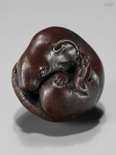 YOSHIHISA: A FINE WOOD NETSUKE OF A COILED RAT