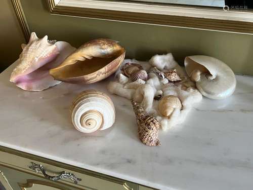 A small collection of shells various