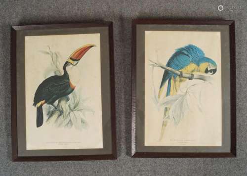 PAIR OF ORNITHOLOGICAL PRINTS