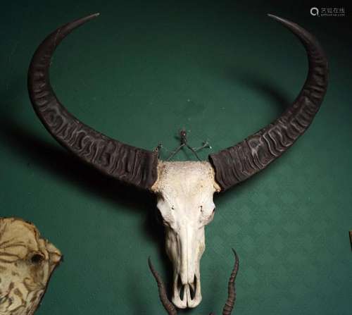 TAXIDERMY: LAOS SWAMP BUFFALO SKULL