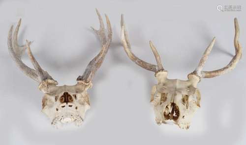 TAXIDERMY: 2 DEER SKULLS