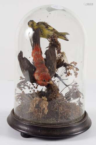 TAXIDERMY: EXOTIC COLOURFUL BIRDS