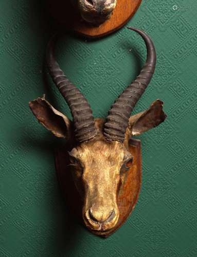 TAXIDERMY: GAZELLE HEAD AND HORNS