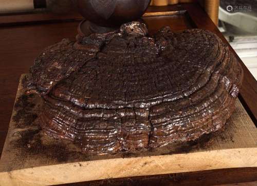 LARGE PRESERVED REISHI MUSHROOM