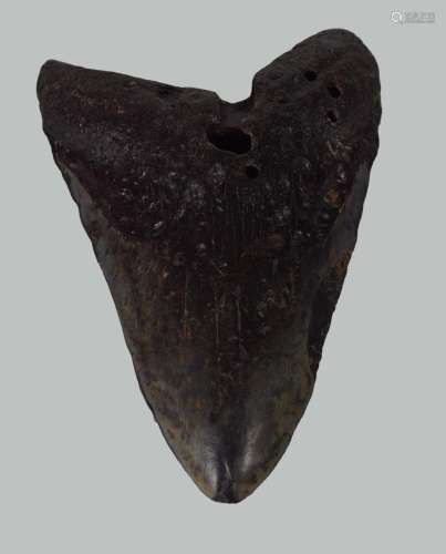 5 INCH CARCHARODON MEGALODON SHARK TOOTH