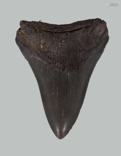 4 INCH CARCHARODON SERRATED MEGALODON SHARK TOOTH