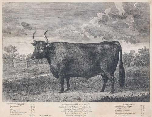 After Thomas Bewick (1753-1828)The Remarkable Kyloe OxEtchin...