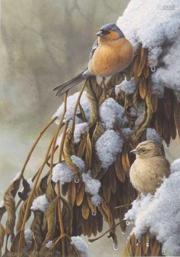 Andrew Hutchinson (b.1951)Chaffinch and nest on snowy branch...