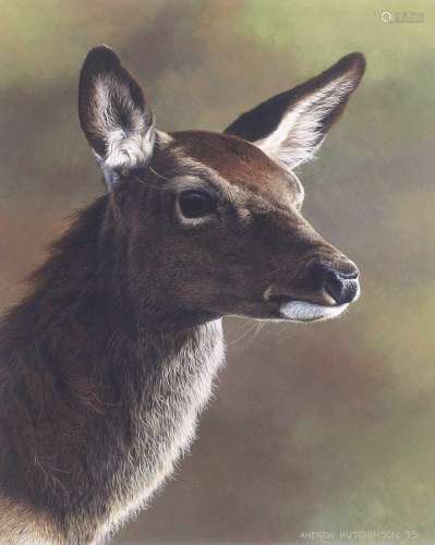 Andrew Hutchinson (b.1951)Head study of a Roe DeerSigned, go...