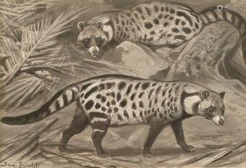 August Specht (1849-1923)A study of two Civet cats (believed...