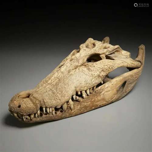 Large crocodile skull specimen