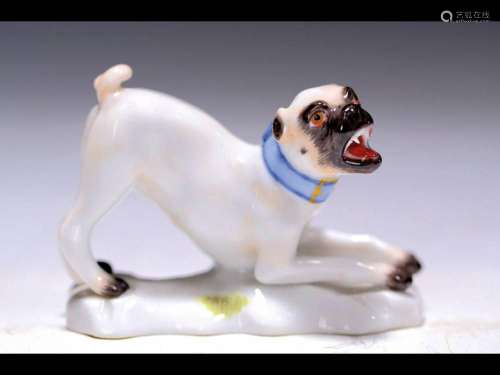 Small porcelain figurine, playful pug, Meissen