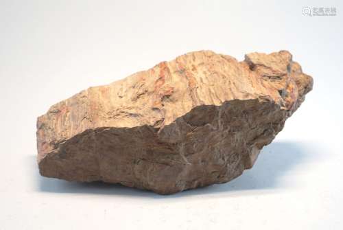 Versteinertes Baumstueck ca. 50 Millionen Jahre alt