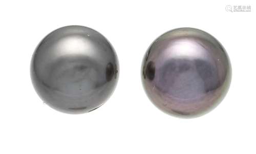 Tahitian pearl stud earrings W