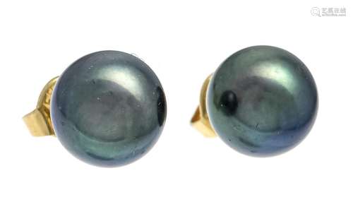 Tahitian pearl earrings GG 585