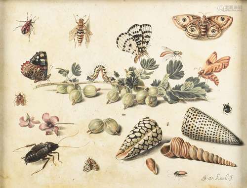 Jan van Kessel I: gouache on parchment 'study of insects, fr...