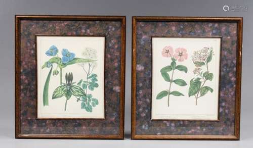 GROUP OF TWO OFFSET LITHOGRAPHS, EDWARDS BOTANICALS