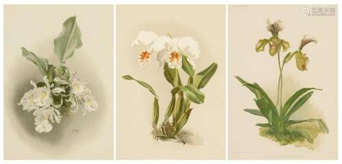 A set of three F. Sanders by Reichenbachia lithographs, 19 x...