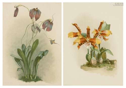 Two F. Sanders \'Reichenbachia\' lithographs, 20 x 14 1/2 in...