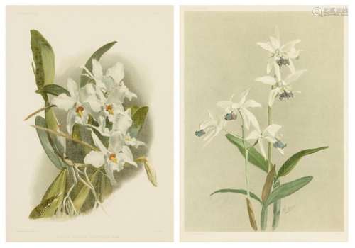 Two F. Sanders \'Reichenbachia\' lithographs, 19 1/2 x 14 1/...