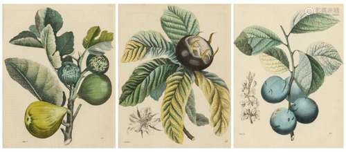 Three 19th century botanical lithographs. 9 x 7 in. (22.9 x ...