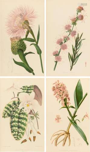 A collection of four botanical lithographs. 10 x 6 1/2 in. (...