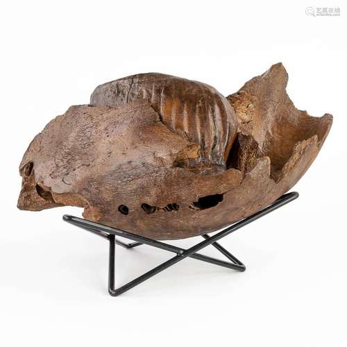 A large Mammoth tooth and fragment of a jaw. Preserved (D:15...