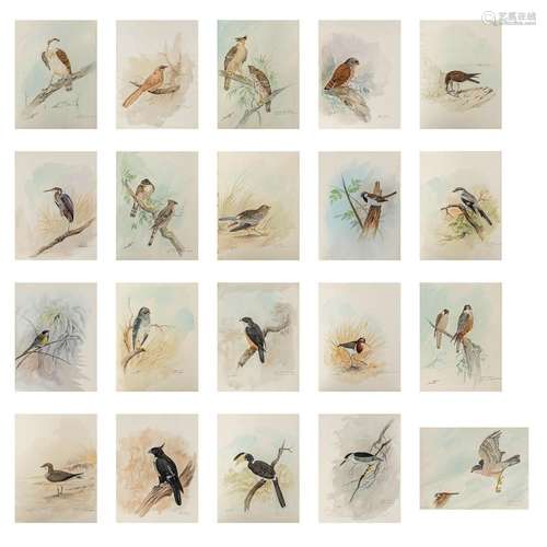 Gamini P. RATNAVIRA (1949) 'birds', 20 drawings, watercolour...