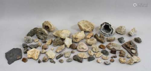 Versteinerung und Mineralien 46-tlg
