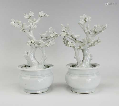 A pair of blanc-de-chine flowering prunus in pot