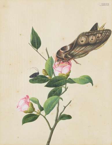 ANONYMOUS (19TH CENTURY) Set of Fourteen Studies of Insects ...