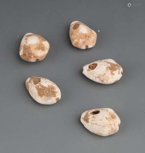 GROUP OF FIVE SEASHELL FOSSIL