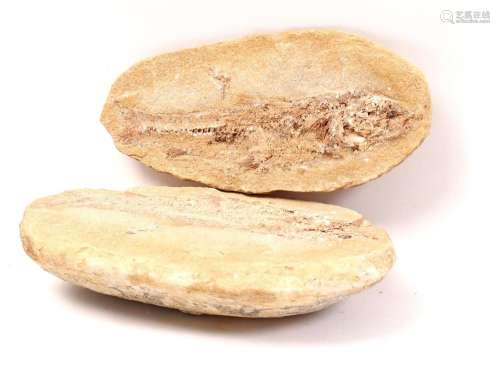 Oval stone fossil