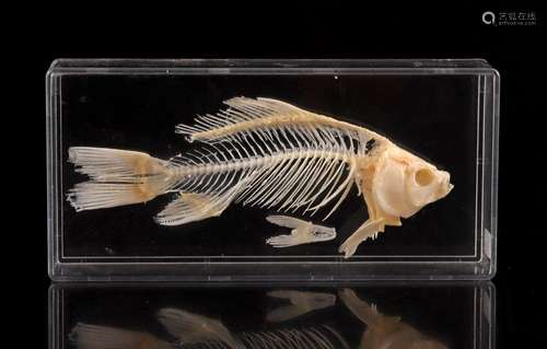 Prepared skeleton of a fish