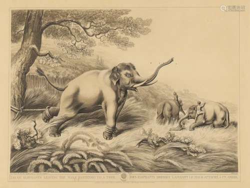 Henri Merke, Swiss fl. 1799-1820- Decoy Elephants leaving th...