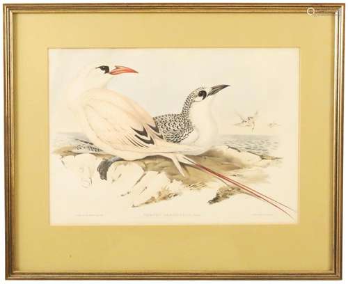 JOHN GOULD, RED TAILED TROPIC BIRD