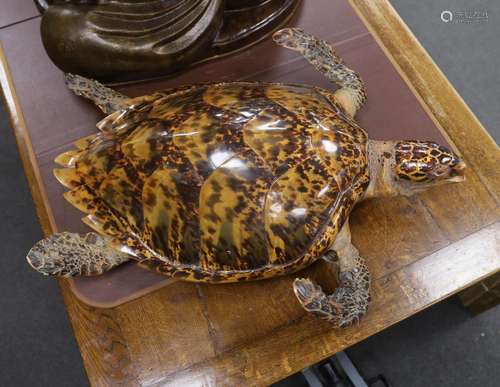 Taxidermy: Hawksbill Sea Turtle (Eretmochelys imbricata), ca...