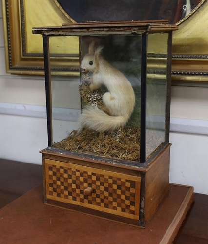 A cased taxidermic red squirrel, early 20th century, 43.5cm ...