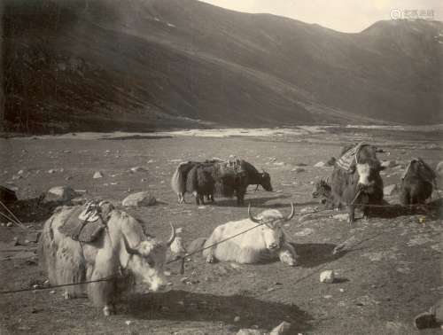 约翰·克劳德·怀特 西藏山谷中的牦牛 银盐纸基