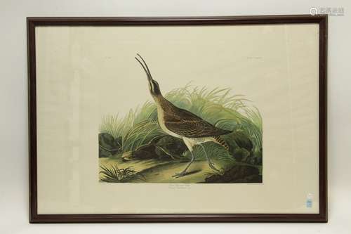 Numenius Hudsonicus, 1835's Print