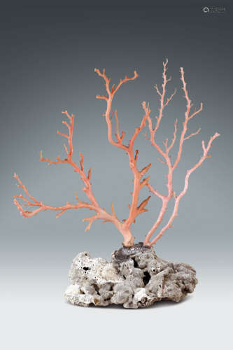 珊瑚樹形擺件