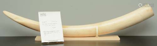 An Imperssive ivory tusk on matching wooden base, H 34,5 (with base) - L 144,5 cm (certificated)