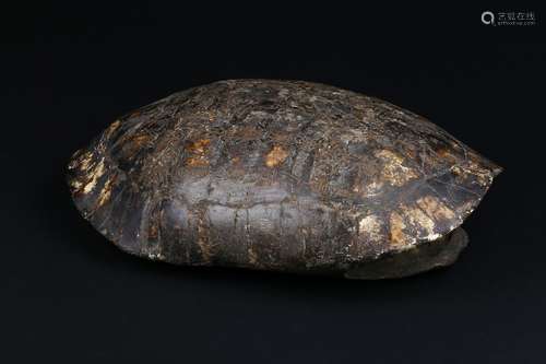 An inscribed tortoise shell