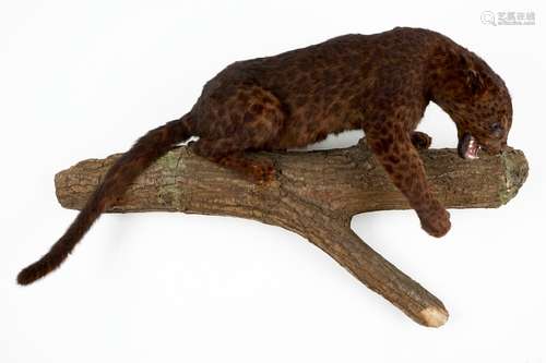 Un jaguar brun sur un tronc d'arbre, taxidermie, annŽes '80