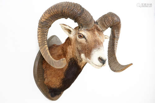 Une buste d'un mouflon, montŽ sur bois, taxidermie de la fin du 20me