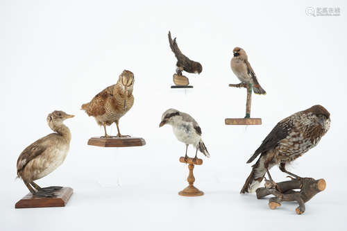 Un lot de six oiseaux naturalisŽs, taxidermie du 19/20me