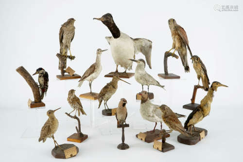 Un lot de 14 oiseaux, taxidermie, 19/20me