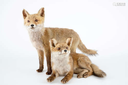 Deux jeunes renards roux, taxidermie moderne, 2me moitiŽ du 20me