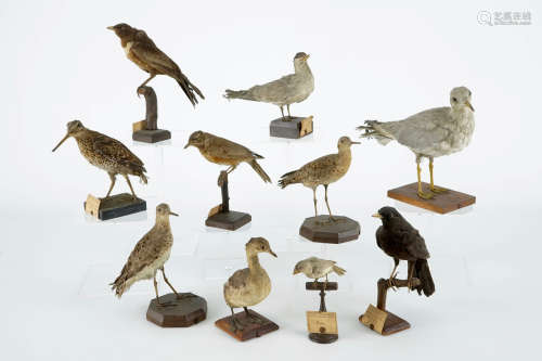 Un lot de 10 oiseaux, taxidermie, 19/20me